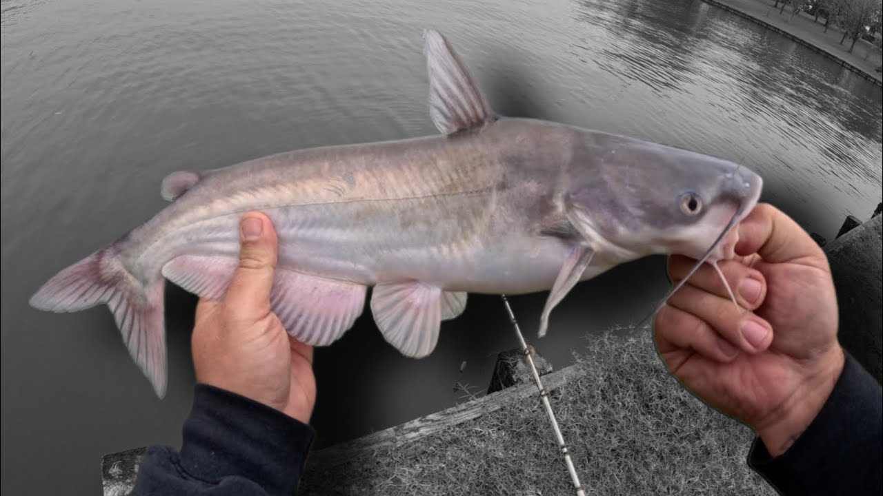 Bank Fishing For Blue Catfish With Cut Bait 