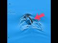 【コイの捕食】食べられる蝉…水黽は回避