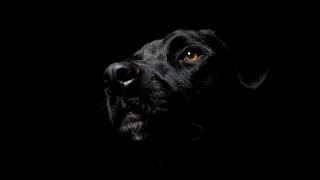 Блюз Бездомной Собаки Блюз Бездомной Собаки