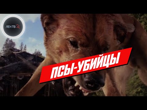Собаки нападают на людей: Сафарово, Саларьево, вся Россия  - что сможет остановить псов и их хозяев?