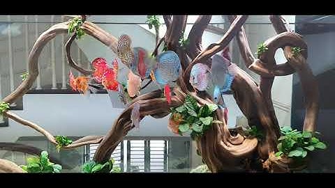 Bể cá đĩa đẹp ( Biotope Discus