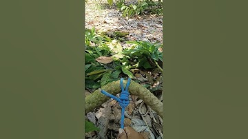 "Most Useful Rope Knot Ever!" #knot #diy #shorts