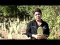Huertos de traspatio, un importante ingreso a la economía familiar en el Valle de Mexicali.