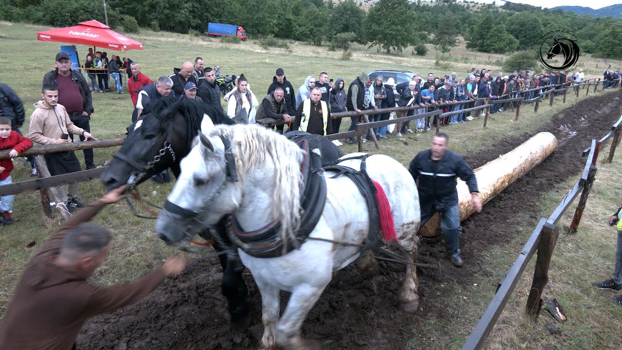 - DUCELJA PO KIŠI NA TEŠKOJ STAZI PREKAJE ŠAMPION TEŠKE -