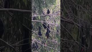 Indian Flying Fox. One Of The Largest Bats In The World. Native To The Indian Subcontinent.