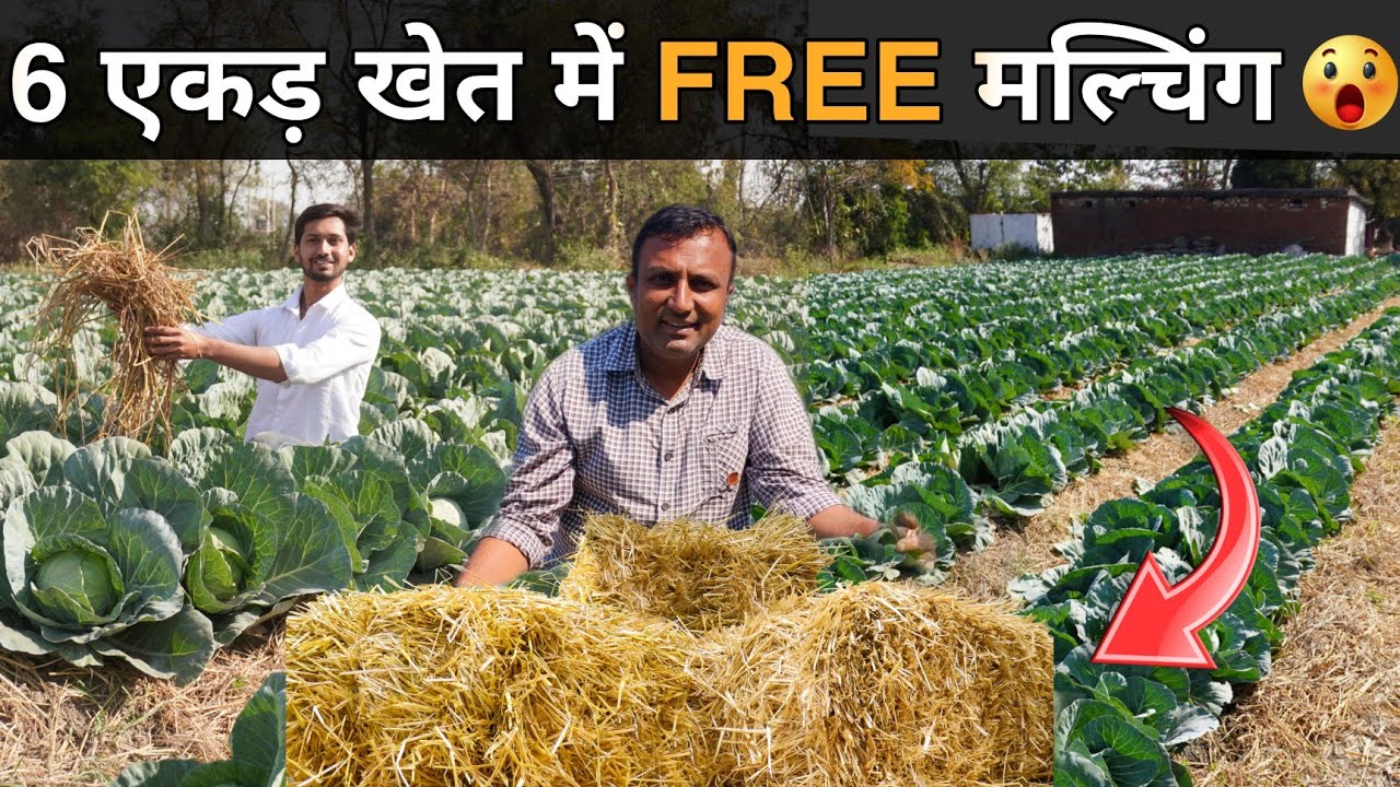 6 एकड़ खेत में फ्री मल्चिंग का जुगाड । How to use Natural Mulching in Vegetable Farming ।