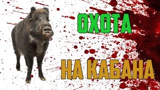 ОТСТРЕЛ ДИКИХ КАБАНОВ ОХОТА С ВЕРТОЛЕТА ОТСТРЕЛ ДИКИХ КАБАНОВ ОХОТА С ВЕРТОЛЕТА