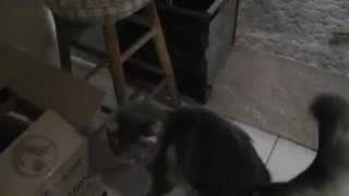 Chatty Maine Coon Wesley by moustiq77 301 views 8 years ago 2 minutes, 46 seconds