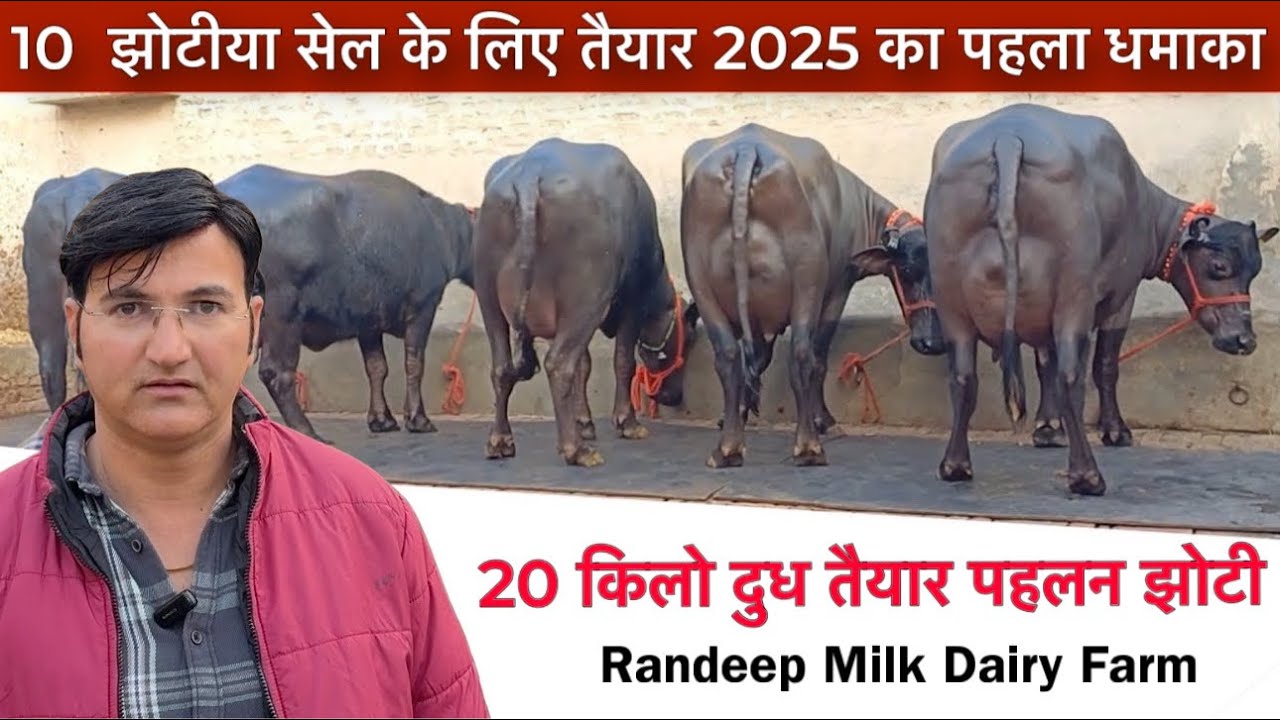 20 किलो दूध तैयार पहलन झोटी 10 झोटीया सेल के लिए Randeep Malik dairy farm Jind !