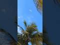 Beautiful flight Palm Trees, Blue Skies, White Clouds #planespotting