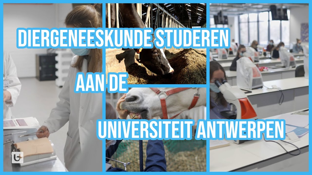 Diergeneeskunde studeren aan de Universiteit Antwerpen