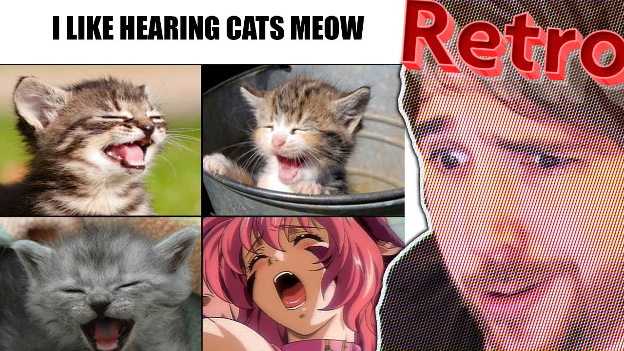 Anime Cat Meme Poster for Sale by Anime Sekai  Redbubble