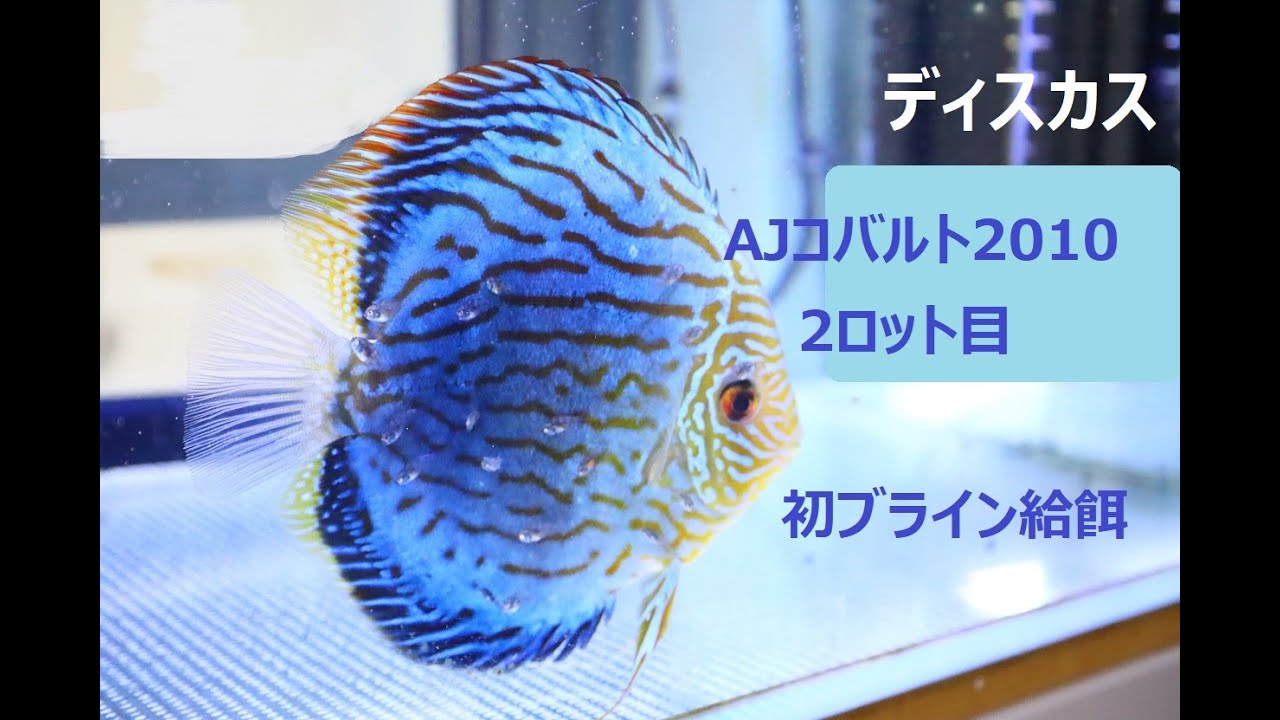 血統書付き ディスカス 旧AJコバルト(15㎝前後) 成魚 1匹のみ 15,000 