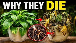 Your Plants Aren’t Dying Randomly — You’re Making One Hidden Mistake