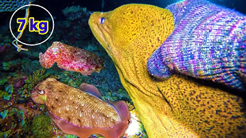 10 Năm Lặn Biển Trường Sa Bắt Những Con Thủy Quái Gần Cả Chục Ký | Lặn Biển Trường Sa