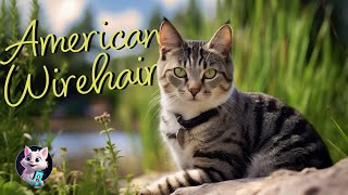 American Wirehair: The Quintessential American Original