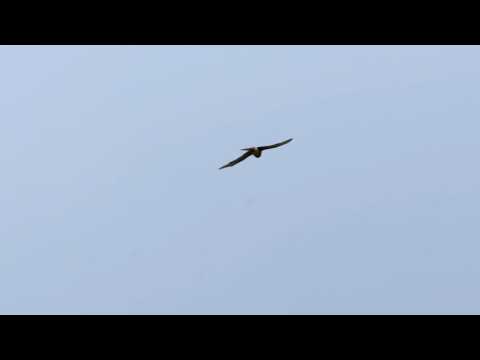 კირკიტა / Kestrel