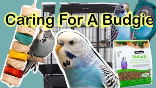 Budgie Care 101: The Essential Guide for a Happy Bird screenshot 4