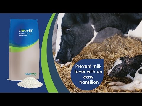 Fight Milk Fever in Cows with this Winning Combo - GENEX