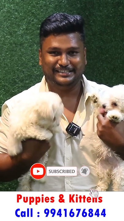 Toy Breed Dog Kennel In Tamil Puppies For Sale All Breed s toy-breed-dog-kennel-in-tamil-puppies-for-sale-all-breed-s