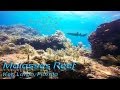 Molasses Reef Key Largo Scuba Diving