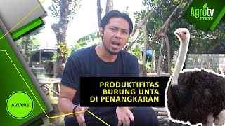 PRODUKTIFITAS BURUNG UNTA DI PENANGKARAN