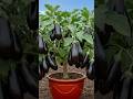 How to grow eggplants tree #fruit #eggplant #shorts #shortvideo #short #vegetablegrowing #tree #grow