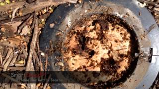 How to Eliminate a Termite Nest