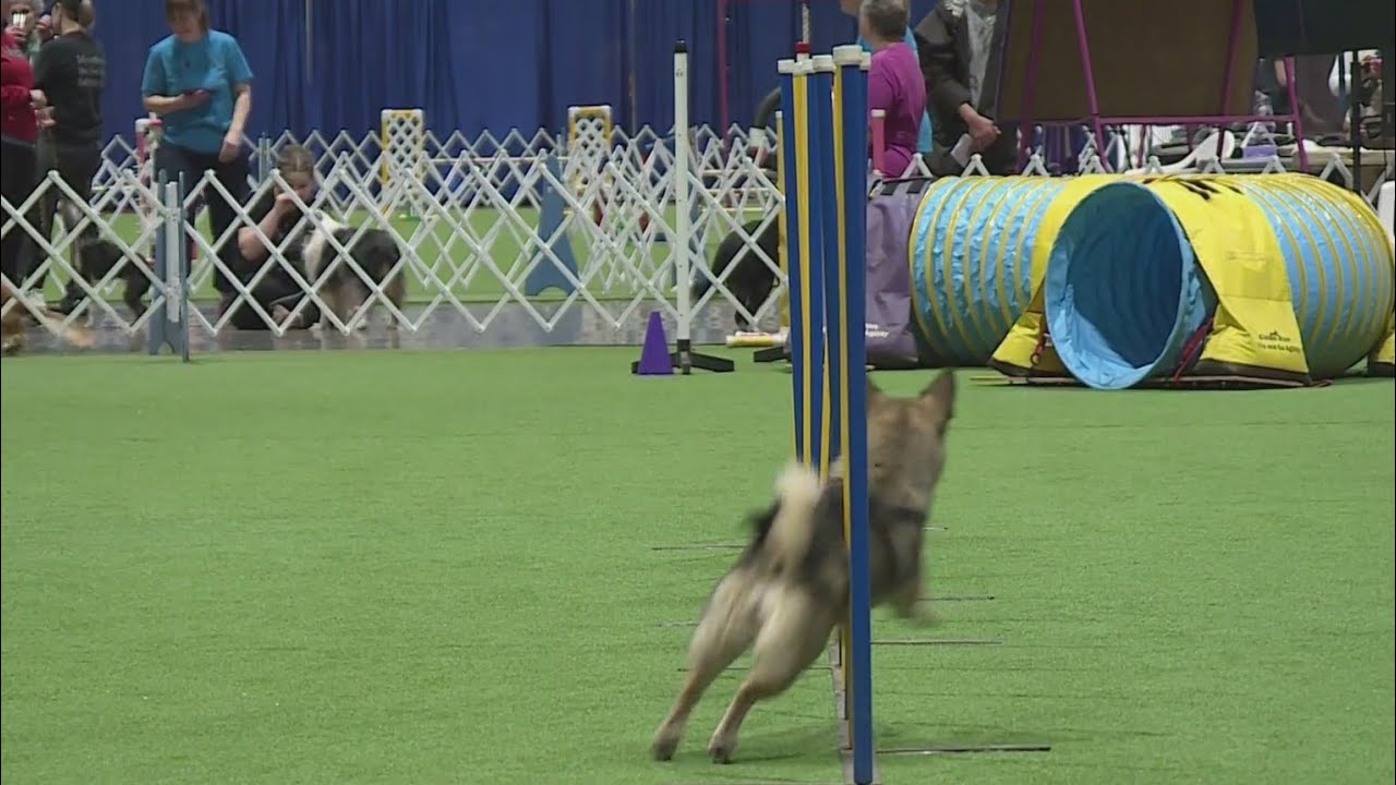 Portland Expo Center hosts canine competition 77th Rose City Classic