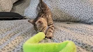 💙🐆 Quaid is such a spunky little guy! 6.5 weeks old 🐆💙 by Carmen Klassen 8 views 2 hours ago 2 minutes, 25 seconds