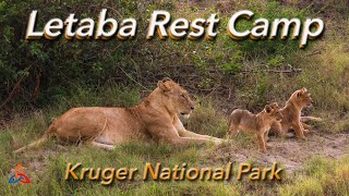 Letaba Rest Camp Review Kruger National Park Vlog