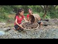 Survival un rainforest: Pick River shells for food of survival, Shells spicy cooking for dinner