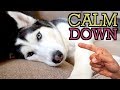 5 Amazing Tricks To Calm Your Husky Down!