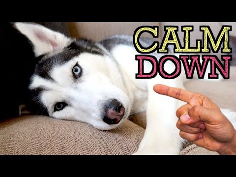 5 Amazing Tricks To Calm Your Husky Down!