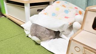 うさぎさんがイタズラを止めないので強めに注意したら、布団にもぐりこんで拗ねちゃった