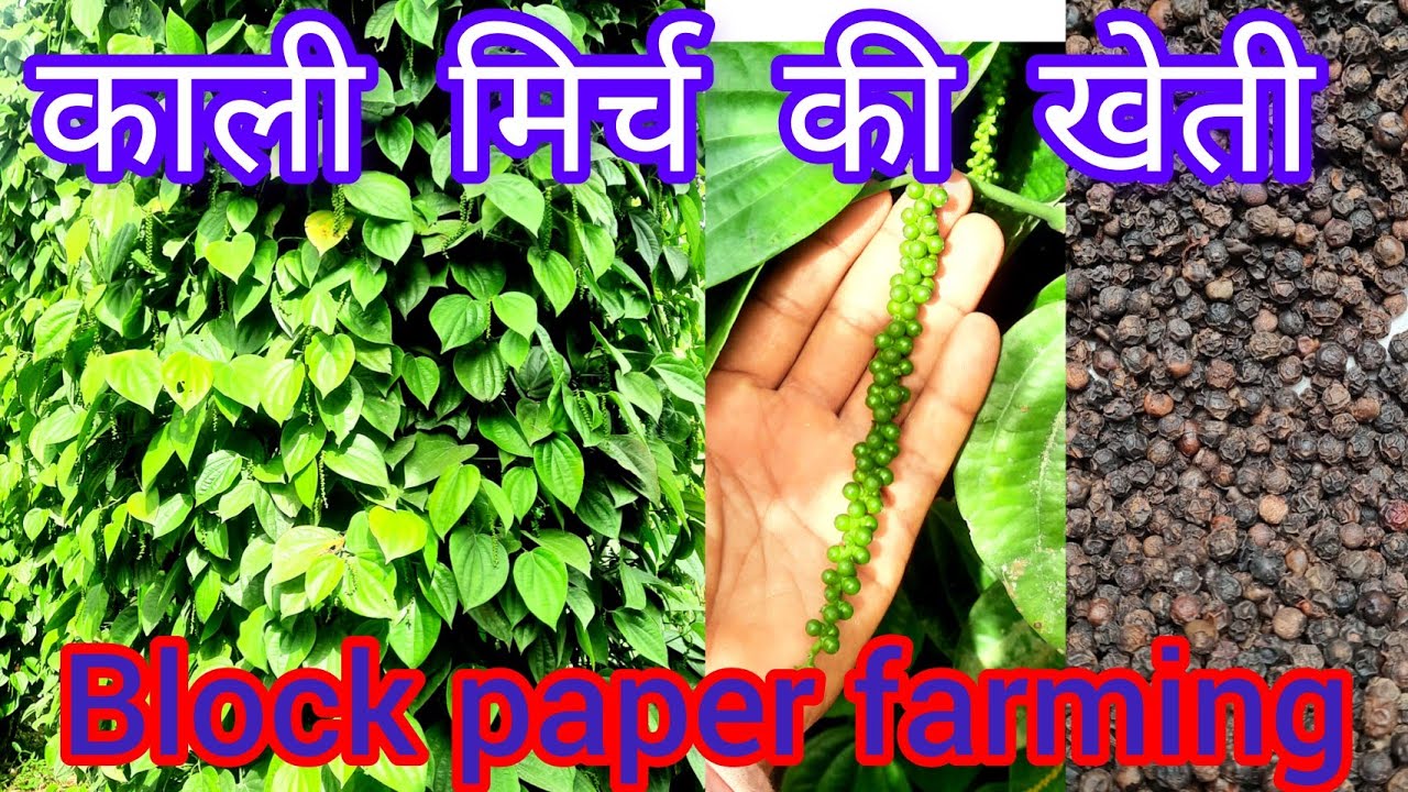 काली मिर्च की खेती Black Pepper Farming kali mirch ki kheti new