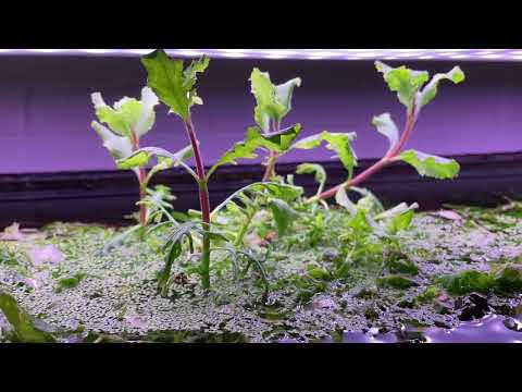Синема Higrophila Difformis