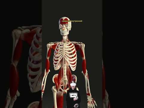 как устроены наши мышцы?