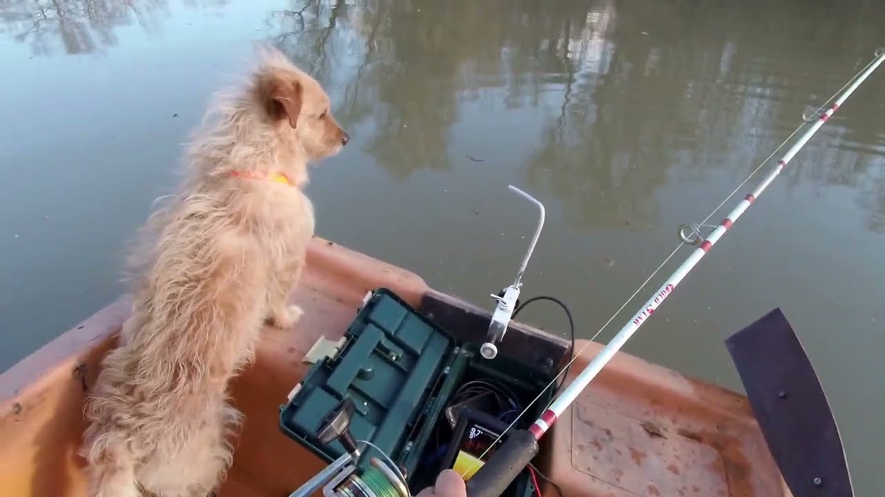 Hatalmas harcsa kapás ,fogás kuttyogtatva