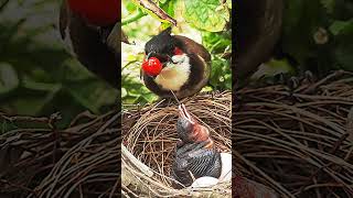 Baby goes Crazy eating Oversized Berry PART 1 | EP 27 DAY 3 | #birdfeeding #wildbirds #birdwatching