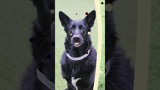 Doggy Tongue Out Tuesday