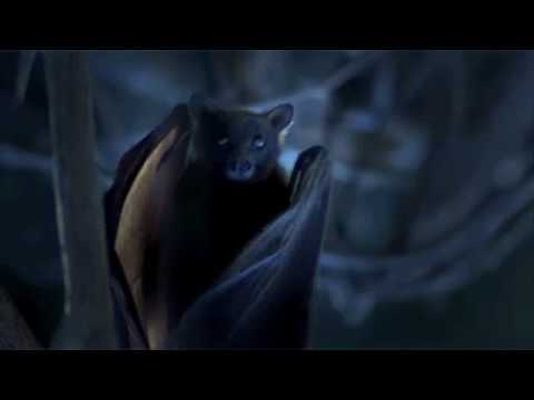 Nosferdark - Pteropus Vampyrus - YouTube 