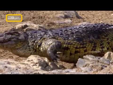 الحيوانات الاكثر فتكا في افريقيا المياة المميتة 