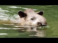 Why Tapirs Love Spending So Much Time Underwater