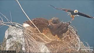 Two Harbors Eagles-  CHASE \& CHOLYN.. FISH BONANZA!.😍 + BEAUTIFUL FLY IN'S. BY .MOM ! 💗.5\/25\/23.
