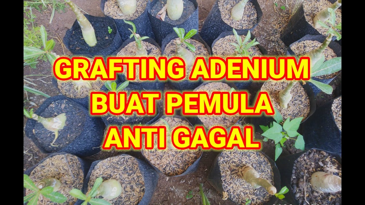 GRAFTING ADENIUM BAGI PEMULA, ANTI GAGAL..!!