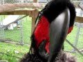 Black Palm Cockatoo's