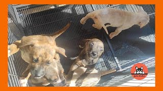 More Dog and Cat Food is Delivered to the Shelter by Jutta Shelter 1,154 views 4 weeks ago 3 minutes, 35 seconds