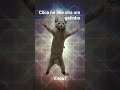 #cat #naoflopa virou?