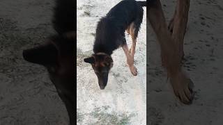 Rescued Champion German shepherd with 1000 Maggots from Road